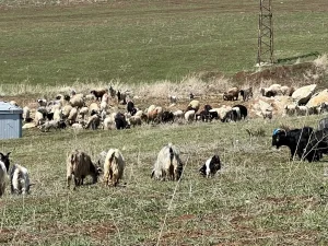 70-bin-tl-maasla-coban-bulamayan-koyluler-sirayla-hayvanlari-otlatiyor-XBF6mfhP.jpg