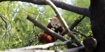 bursa-hayvanat-bahcesindeki-kizil-pandalarin-eglenceli-anlari-HZv5pZVw.jpg