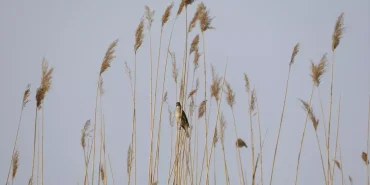 kucuk-kusun-buyuk-gocu-K1sT9tTM.jpg