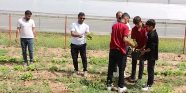 silopi-ogrencilerinin-marul-hasadi-1IVCVaeK.jpg