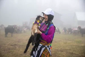 hendekte-renkli-yayla-gocu-LQlck9Ek.jpg