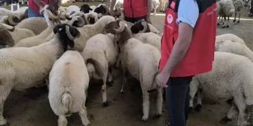 kurban-bayraminda-hayvan-pazari-kontrolu-W8hvwWgx.jpg