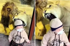 tuyler-urperten-anlar-aslan-kucuk-cocuga-saldirmaya-calisti-r4xaMDlv.jpg