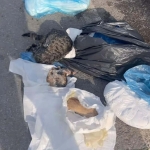 33-kedi-vefati-davasi-tabibe-itiraz-JnGUbkpA.jpg