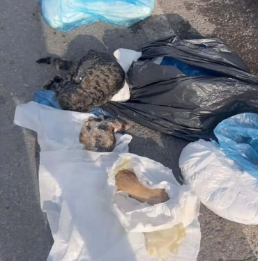 33-kedi-vefati-davasi-tabibe-itiraz-JnGUbkpA.jpg