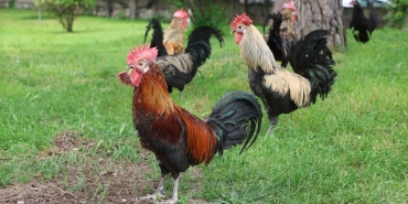 denizli-horozunun-kusagi-korunuyor-IX4VT8uP.jpg