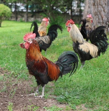 denizli-horozunun-kusagi-korunuyor-IX4VT8uP.jpg