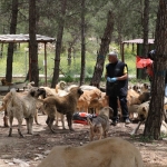 kiliste-3-bin-sahipsiz-kopege-yuvalik-SObiu9Va.jpg