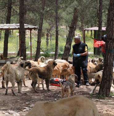 kiliste-3-bin-sahipsiz-kopege-yuvalik-SObiu9Va.jpg