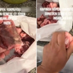 verilen-kurban-hissesine-isyan-etti-kapinda-kopek-yok-muydu-68XDViQh.jpg