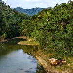 xishuangbanna-muhafaza-alaninin-zenginligi-6ZmJZbNg.jpg